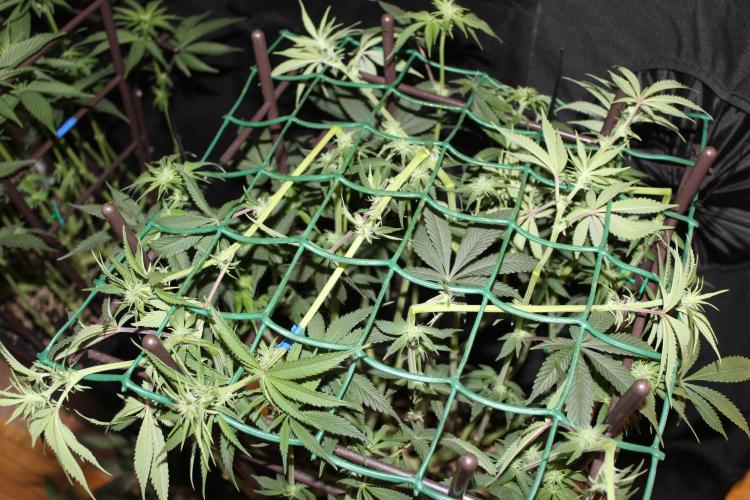 LSD-Feminsed. Week 8