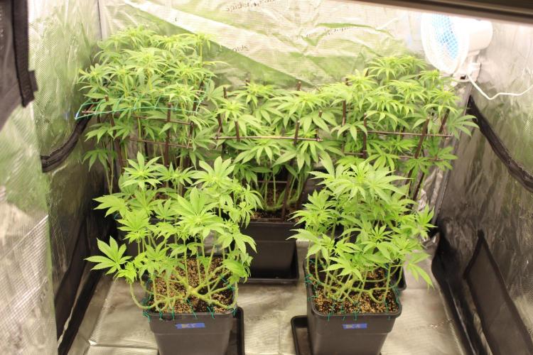BUBBA KUSH - Barney's Farm. Week 8