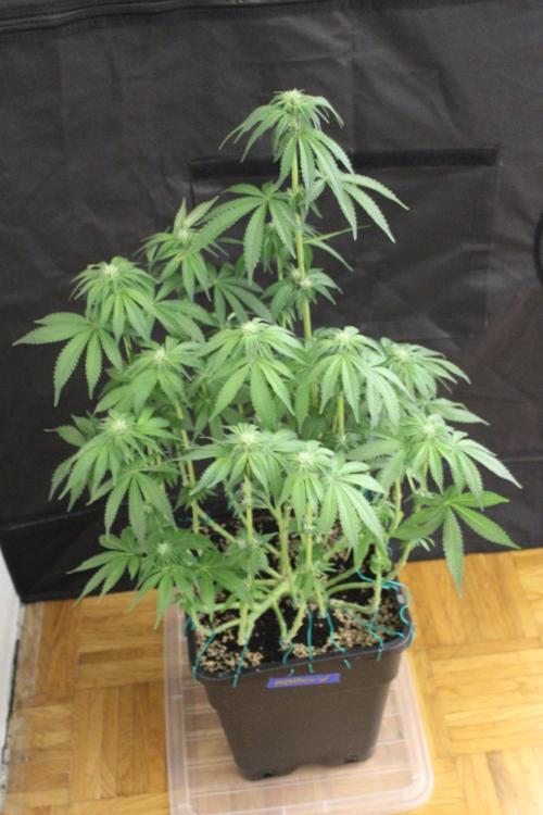 WEMBLEY X MENDOCINO Pyramid Seeds. Week 9