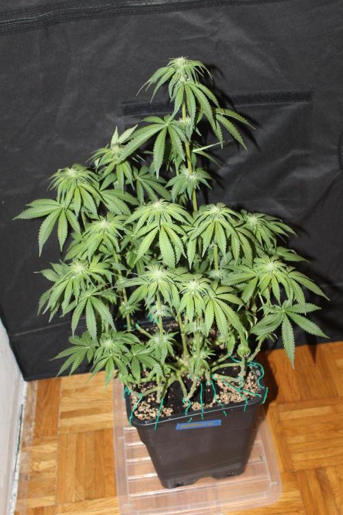 WEMBLEY X MENDOCINO Pyramid Seeds. Week 9