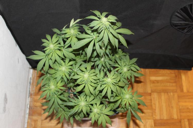 WEMBLEY X MENDOCINO Pyramid Seeds. Week 9