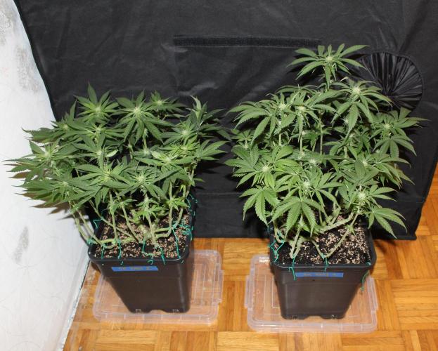 SUPER OG KUSH FAST - Pyramid Seeds. Week 9