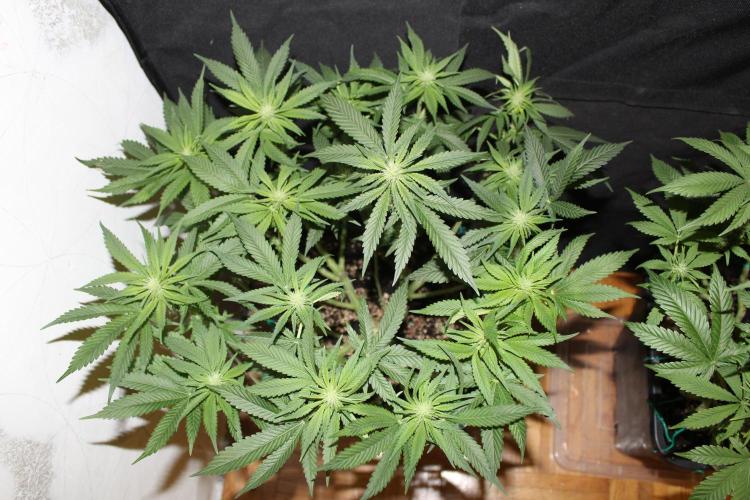 SUPER OG KUSH FAST - Pyramid Seeds. Week 9