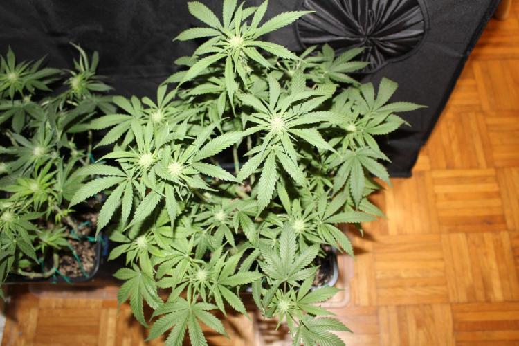SUPER OG KUSH FAST - Pyramid Seeds. Week 9