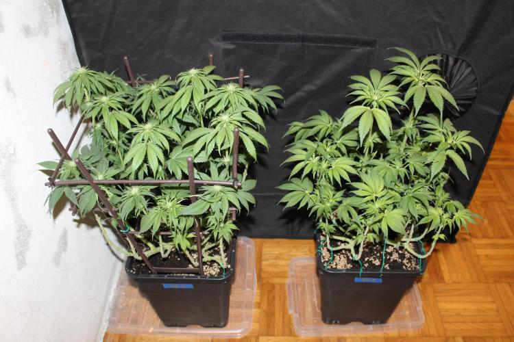 GORILLA ZKITTLEZ - Barney's Farm. Week 9