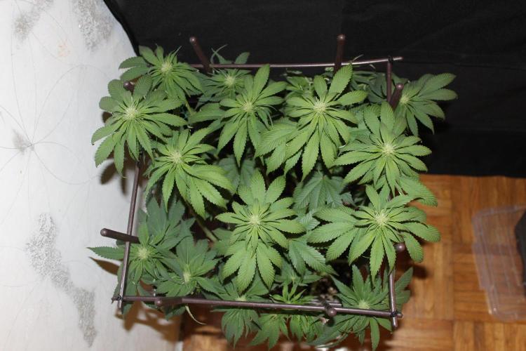 GORILLA ZKITTLEZ - Barney's Farm. Week 9