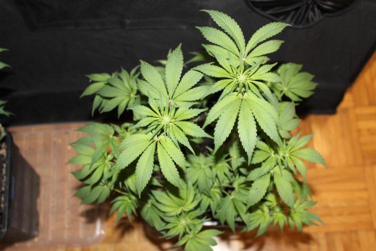 Gorilla Z. Week 9