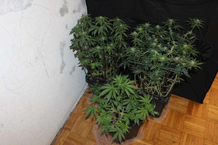 LSD - Barney's Farm. Week 9