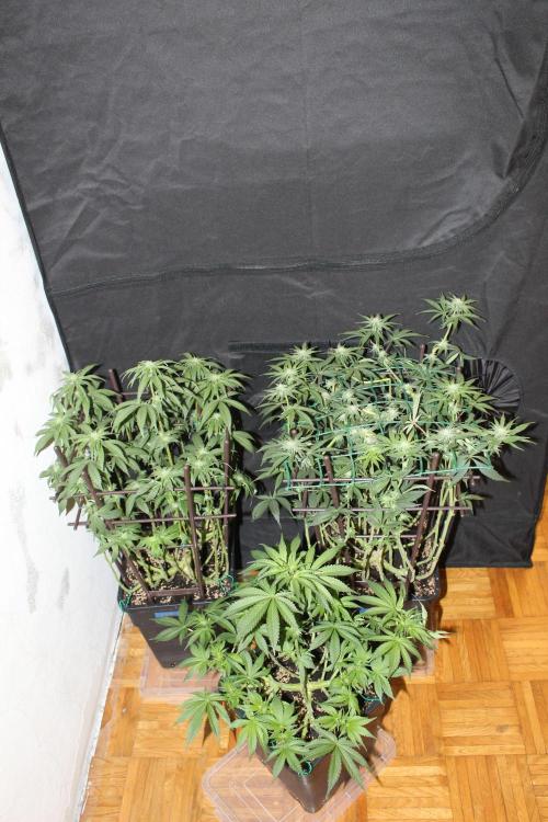 LSD - Barney's Farm. Week 9