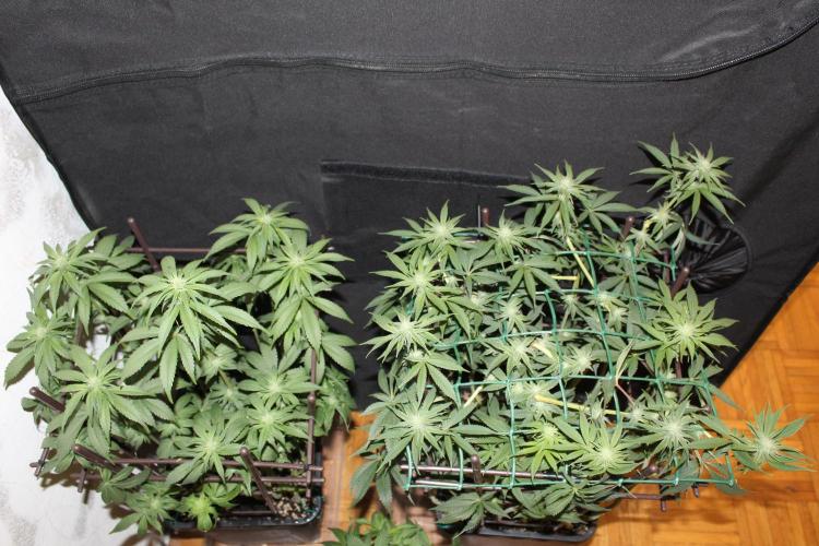 LSD - Barney's Farm. Week 9