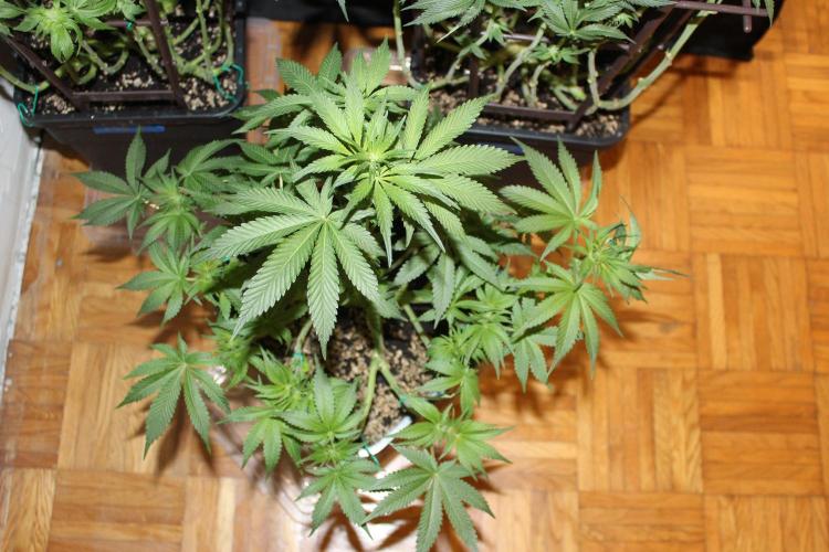 LSD-Feminsed. Week 9