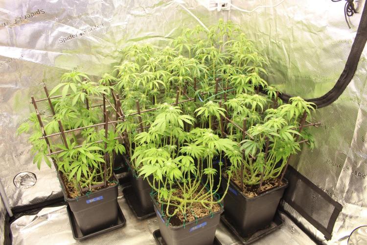 BUBBA KUSH - Barney's Farm. Week 9