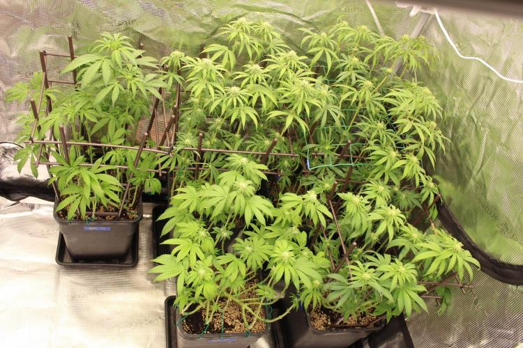 BUBBA KUSH - Barney's Farm. Week 9