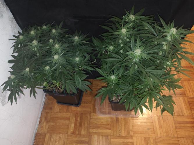 SUPER OG KUSH FAST - Pyramid Seeds. Week 10