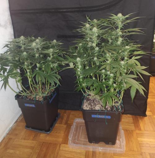SUPER OG KUSH FAST - Pyramid Seeds. Week 10