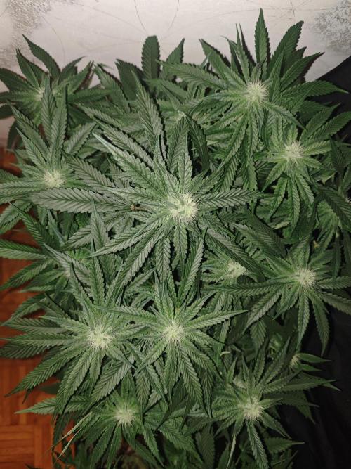 SUPER OG KUSH FAST - Pyramid Seeds. Week 10