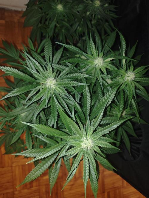 SUPER OG KUSH FAST - Pyramid Seeds. Week 10