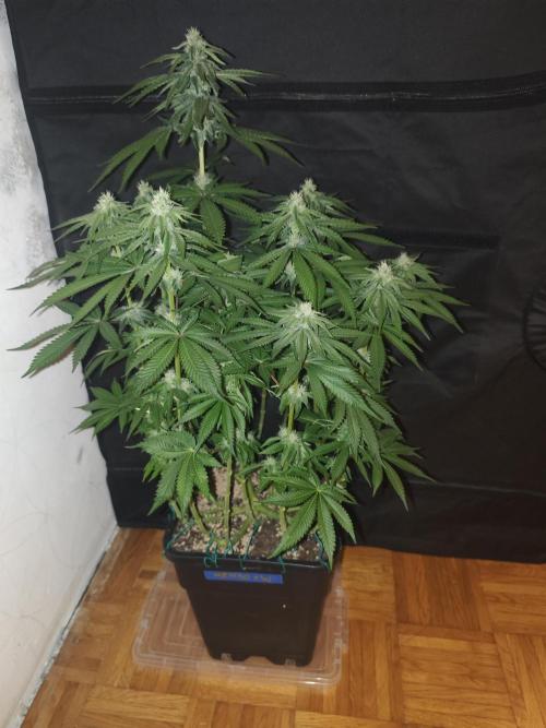 SUPER OG KUSH FAST - Pyramid Seeds. Week 10