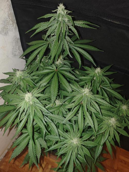 SUPER OG KUSH FAST - Pyramid Seeds. Week 10