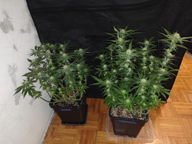 SUPER OG KUSH FAST - Pyramid Seeds. Week 10