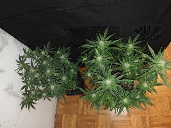 SUPER OG KUSH FAST - Pyramid Seeds. Week 10