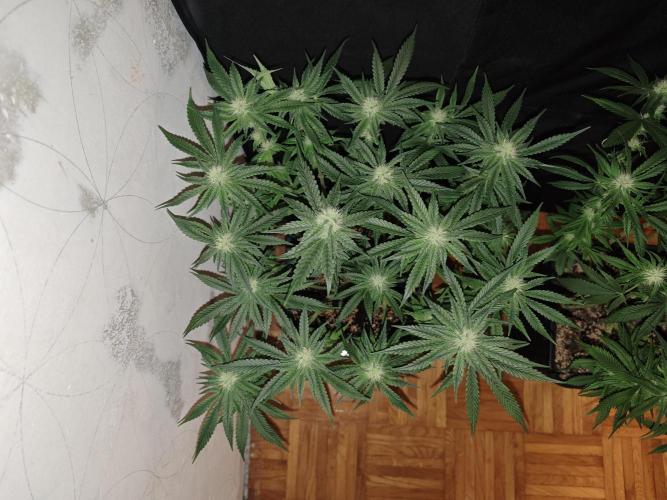SUPER OG KUSH FAST - Pyramid Seeds. Week 10