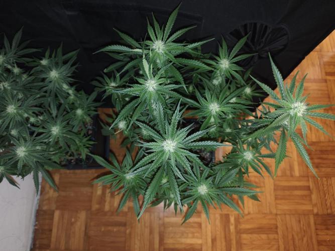 SUPER OG KUSH FAST - Pyramid Seeds. Week 10
