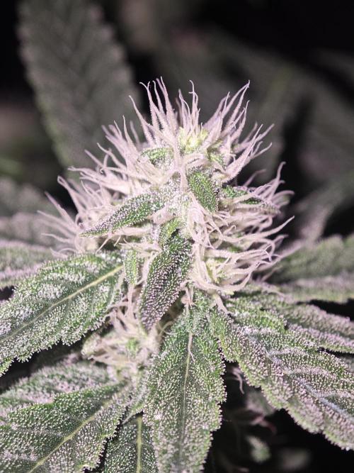 SUPER OG KUSH FAST - Pyramid Seeds. Week 10