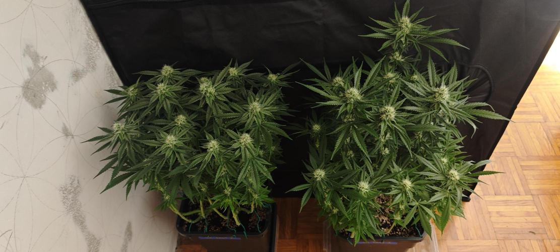 SUPER OG KUSH FAST - Pyramid Seeds. Week 10