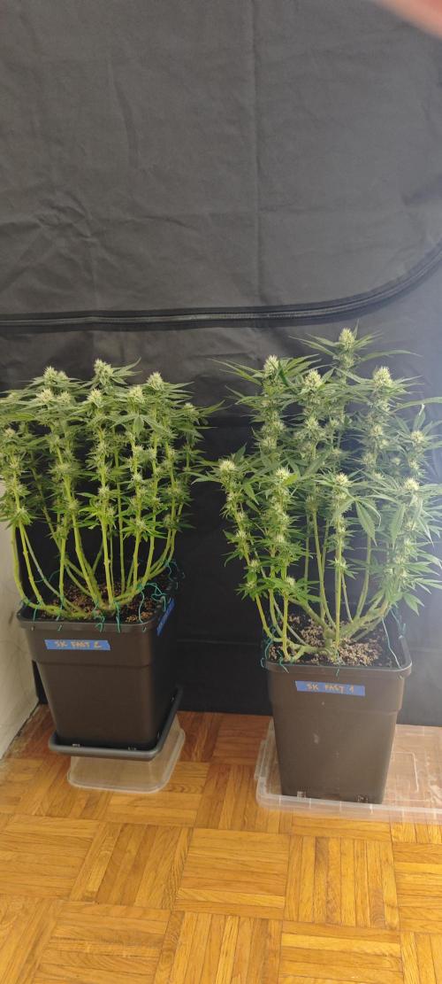 SUPER OG KUSH FAST - Pyramid Seeds. Week 10