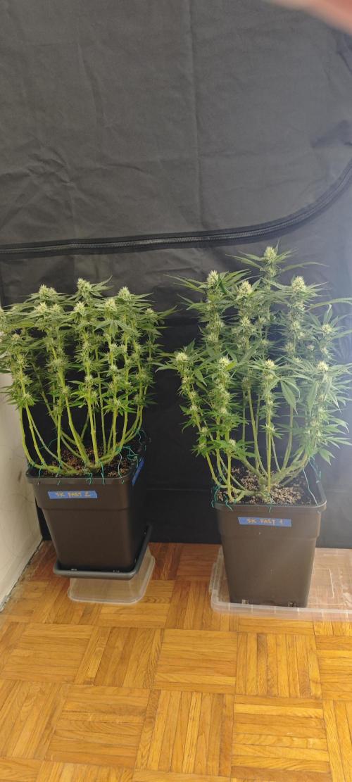 SUPER OG KUSH FAST - Pyramid Seeds. Week 10