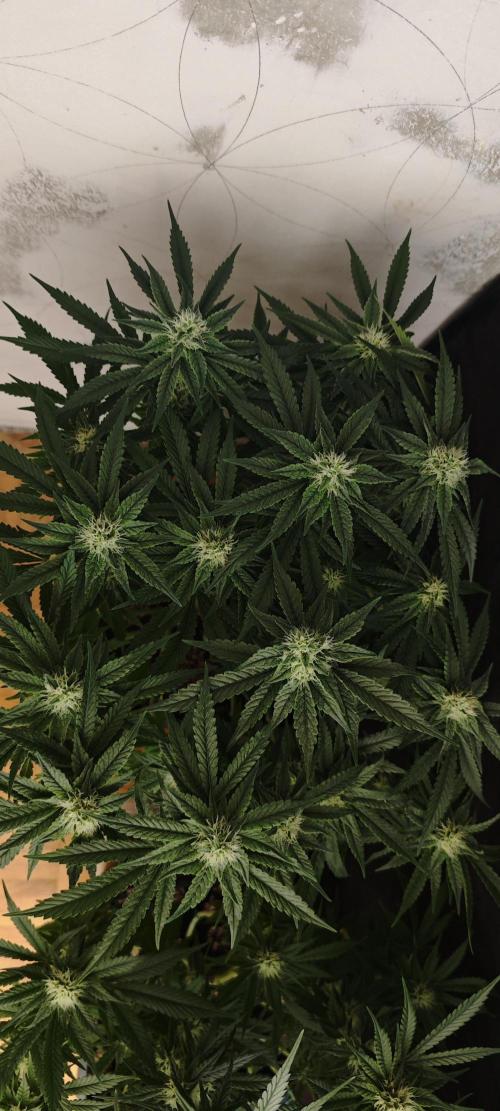 SUPER OG KUSH FAST - Pyramid Seeds. Week 10