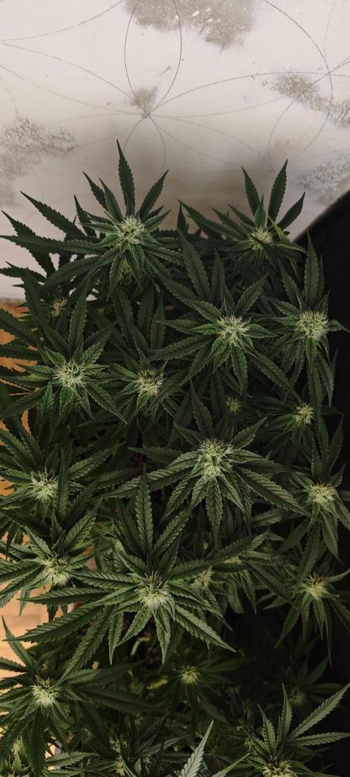 SUPER OG KUSH FAST - Pyramid Seeds. Week 10