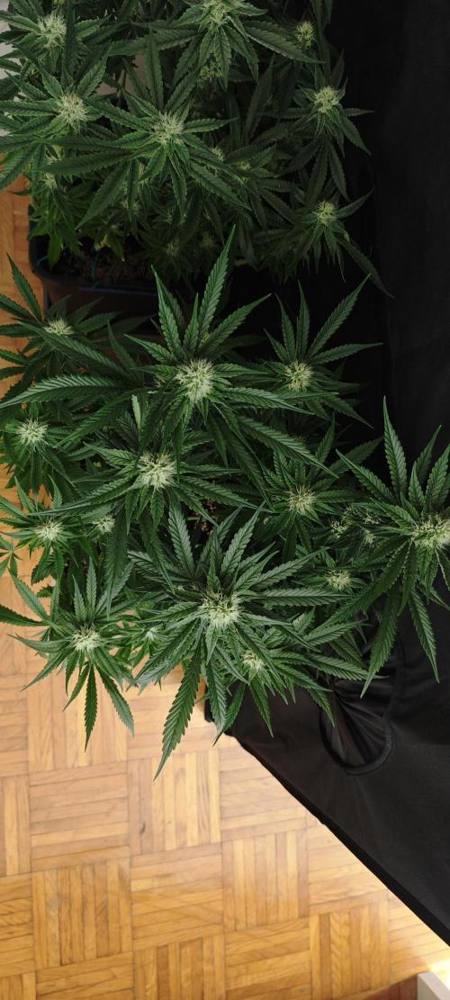 SUPER OG KUSH FAST - Pyramid Seeds. Week 10