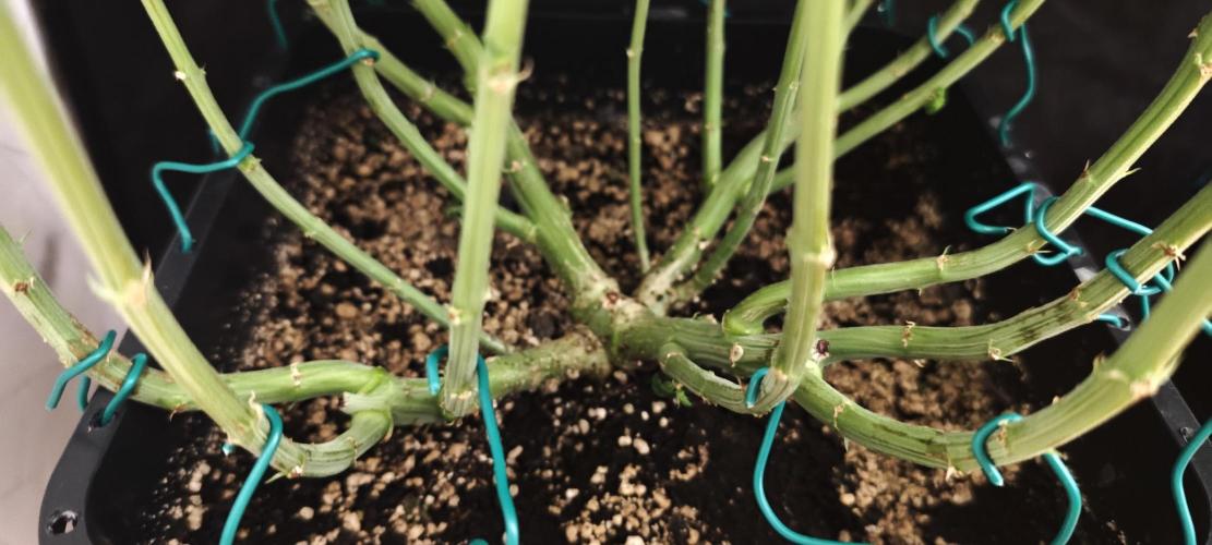 SUPER OG KUSH FAST - Pyramid Seeds. Week 10