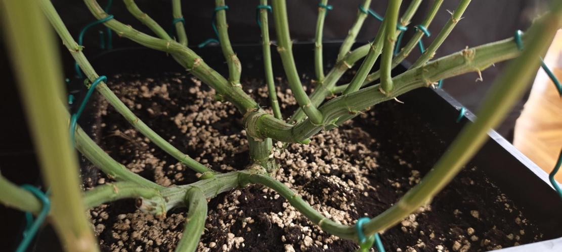 SUPER OG KUSH FAST - Pyramid Seeds. Week 10
