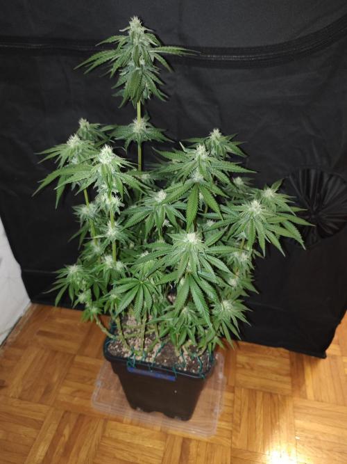 WEMBLEY X MENDOCINO Pyramid Seeds. Week 10
