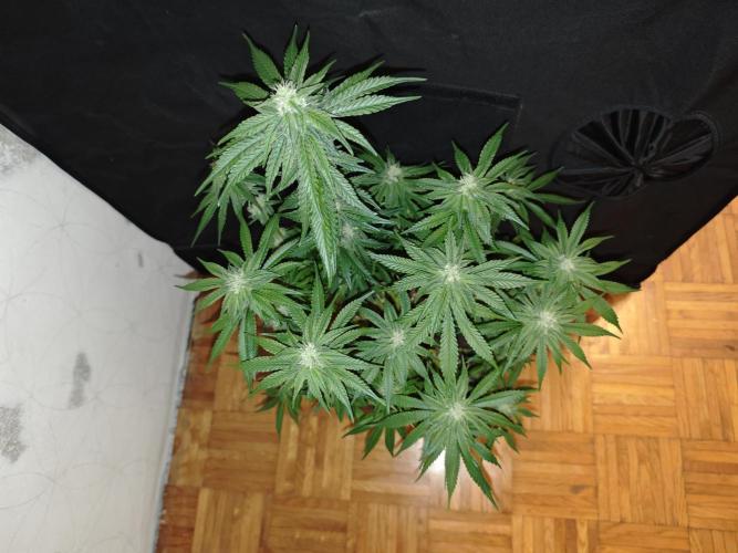 WEMBLEY X MENDOCINO Pyramid Seeds. Week 10