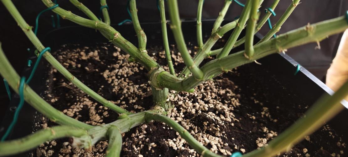 SUPER OG KUSH FAST - Pyramid Seeds. Week 10