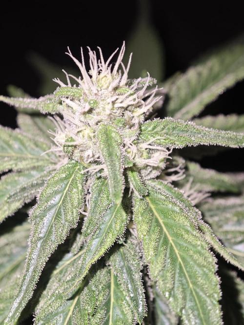 WEMBLEY X MENDOCINO Pyramid Seeds. Week 10
