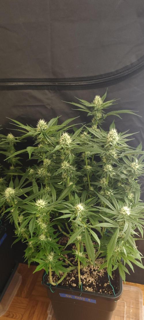 SUPER OG KUSH FAST - Pyramid Seeds. Week 10