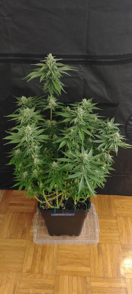 WEMBLEY X MENDOCINO Pyramid Seeds. Week 10