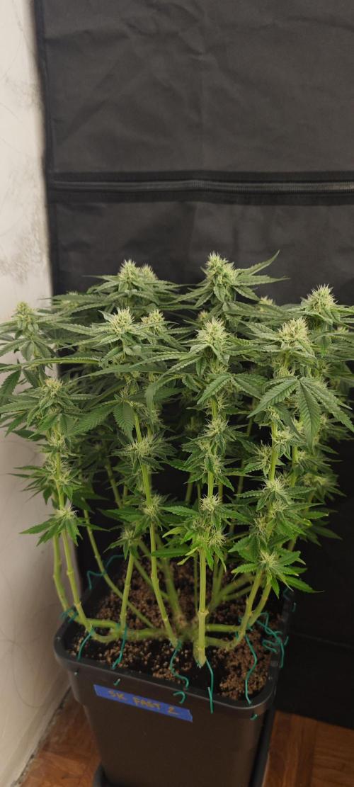 SUPER OG KUSH FAST - Pyramid Seeds. Week 10