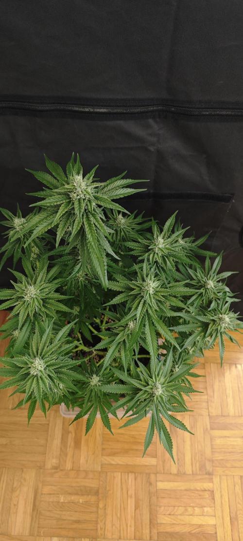 WEMBLEY X MENDOCINO Pyramid Seeds. Week 10