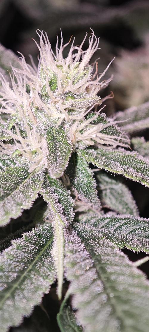 SUPER OG KUSH FAST - Pyramid Seeds. Week 10