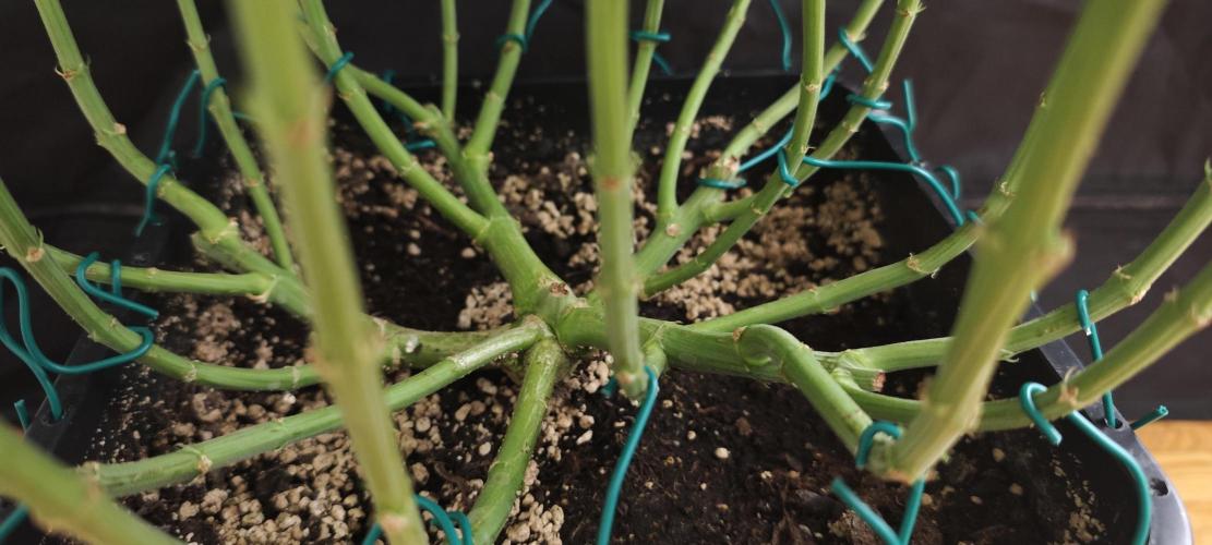 WEMBLEY X MENDOCINO Pyramid Seeds. Week 10