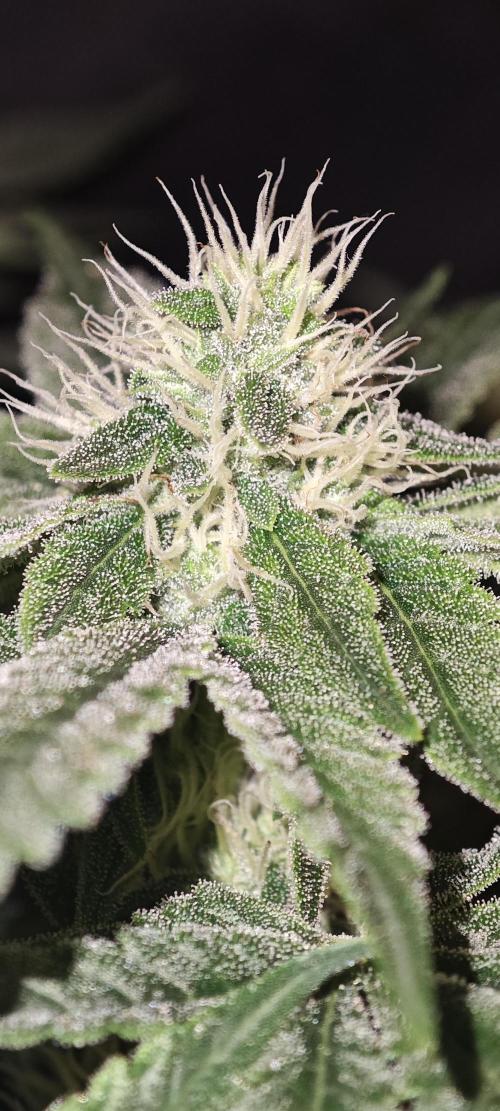SUPER OG KUSH FAST - Pyramid Seeds. Week 10