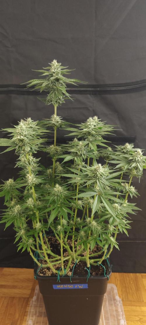 WEMBLEY X MENDOCINO Pyramid Seeds. Week 10