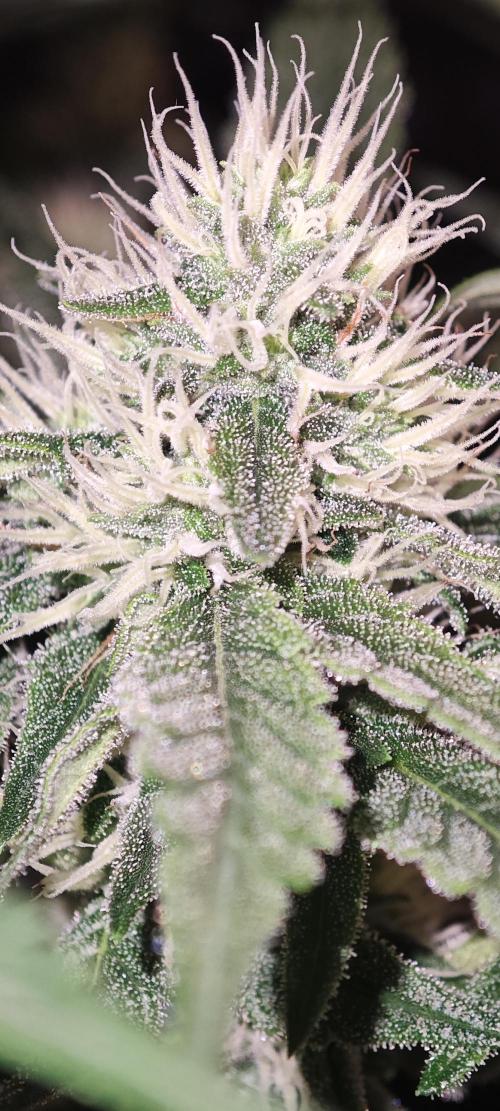 SUPER OG KUSH FAST - Pyramid Seeds. Week 10