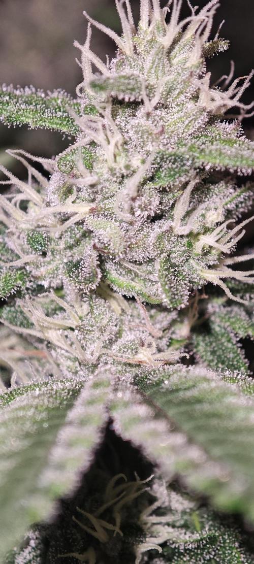 WEMBLEY X MENDOCINO Pyramid Seeds. Week 10
